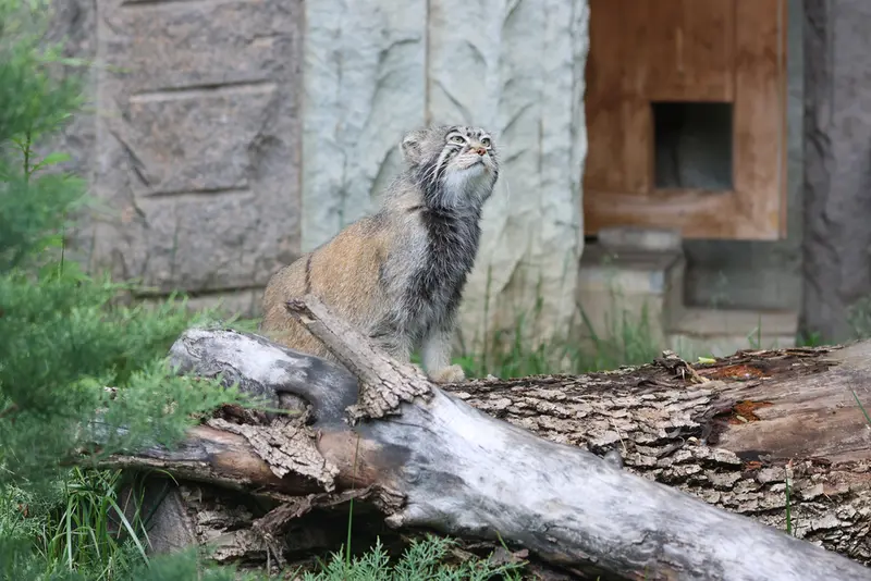 モスクワ動物園のティモフェイの写真