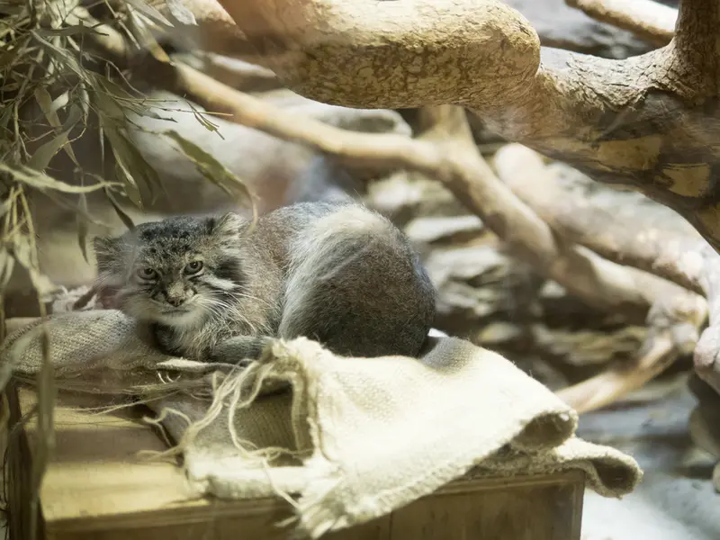 恩賜上野動物園のクリョンの写真