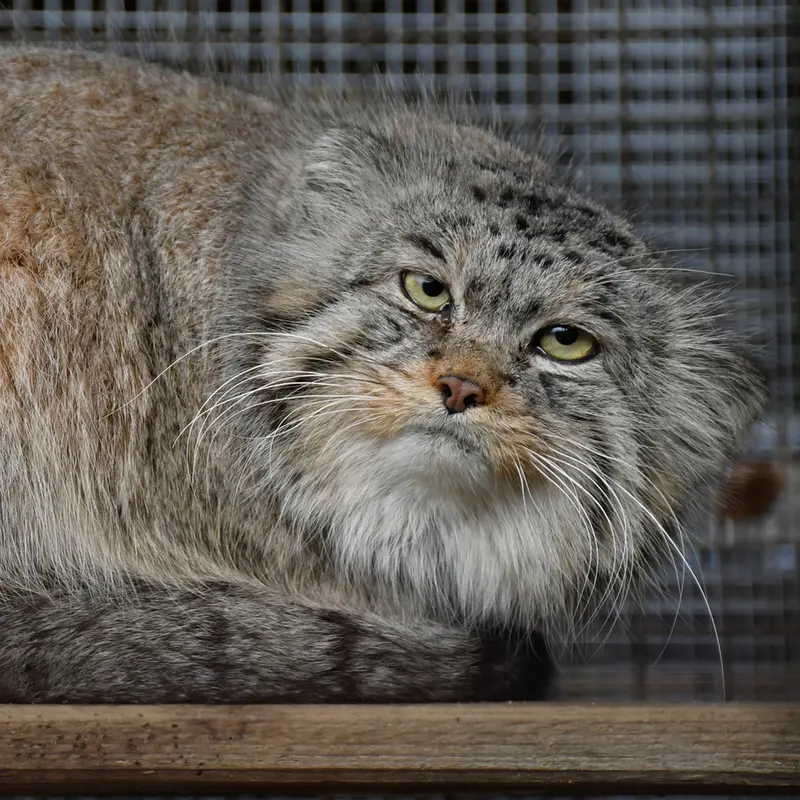 イフラヴァ動物園のマカルーの写真