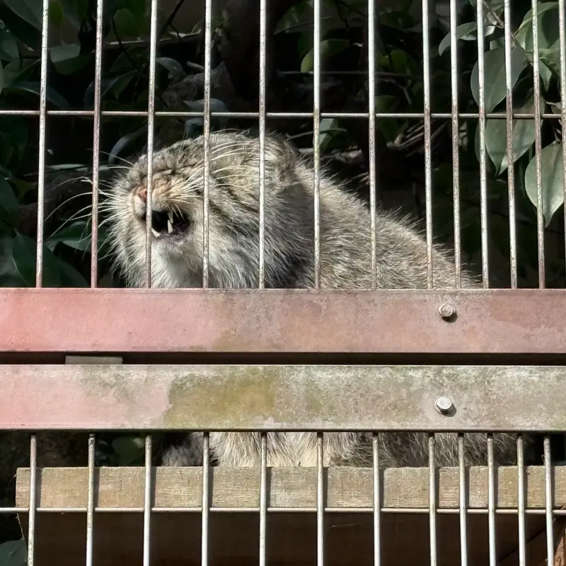 東山動植物園のエルの写真
