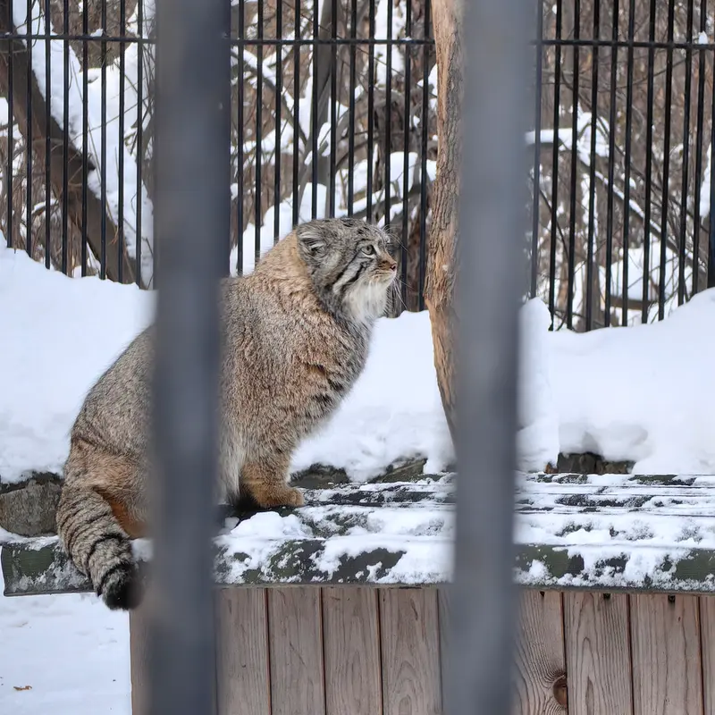 ノヴォシビルスク動物園のシルヴェスターの写真