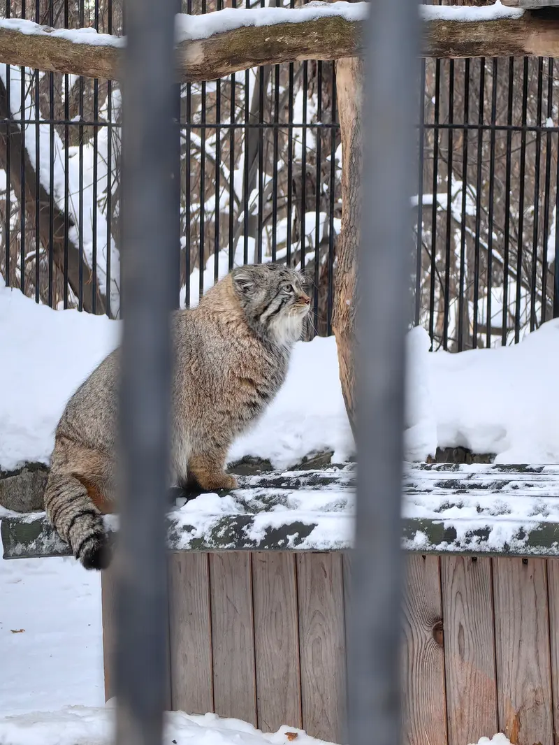 ノヴォシビルスク動物園のシルヴェスターの写真