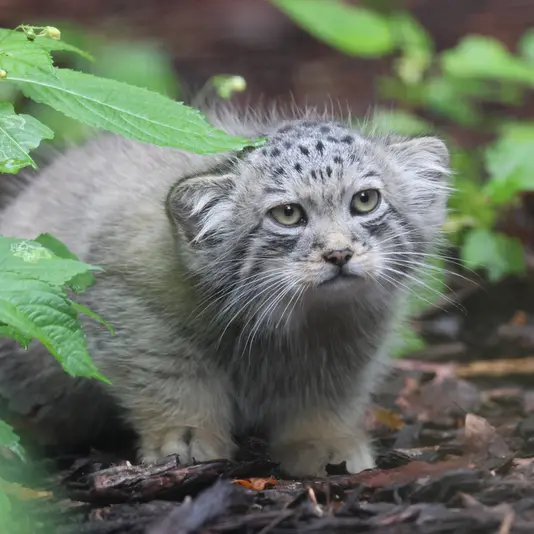 グダニスク動物園のサヤンの写真