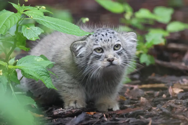 グダニスク動物園のサヤンの写真