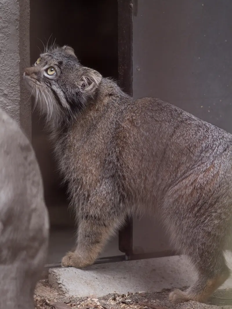 野毛山動物園のフィーガの写真