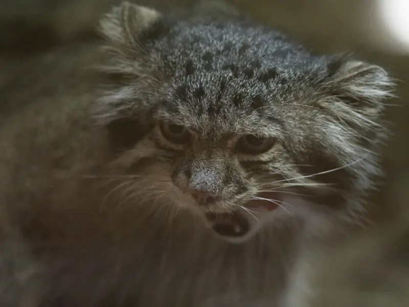 恩賜上野動物園のクリョンの写真