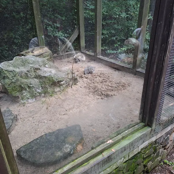 コシツェ動物園のマヌルネコの写真