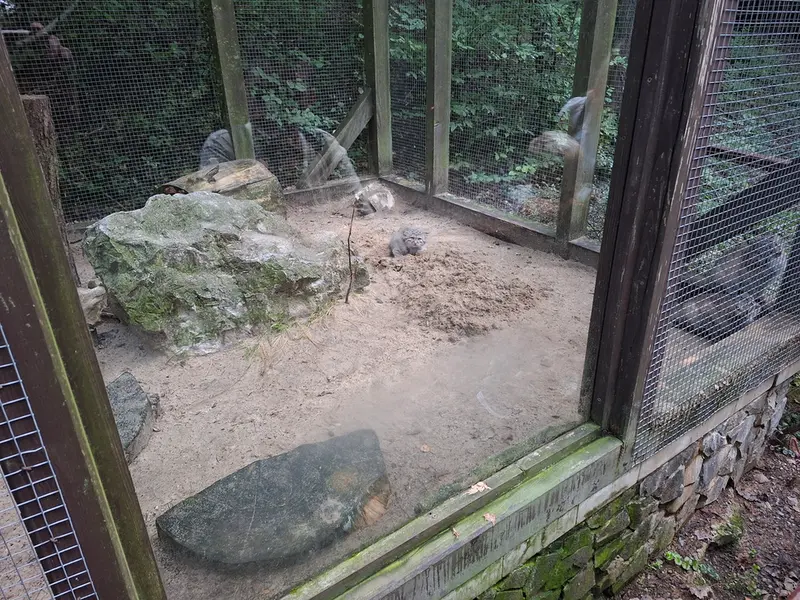 コシツェ動物園のマヌルネコの写真