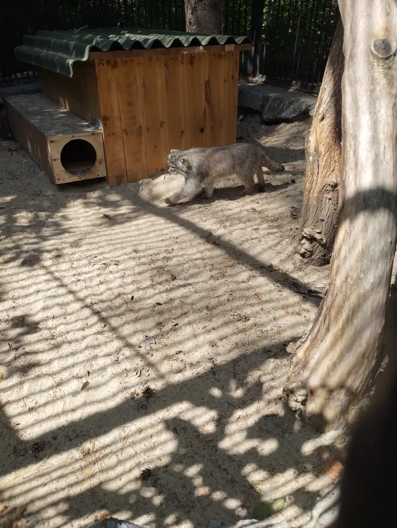 ノヴォシビルスク動物園のマヌルネコの写真