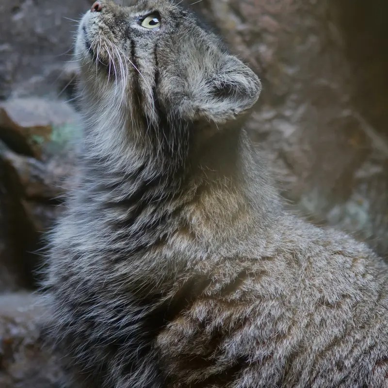 恩賜上野動物園のプリームラの写真
