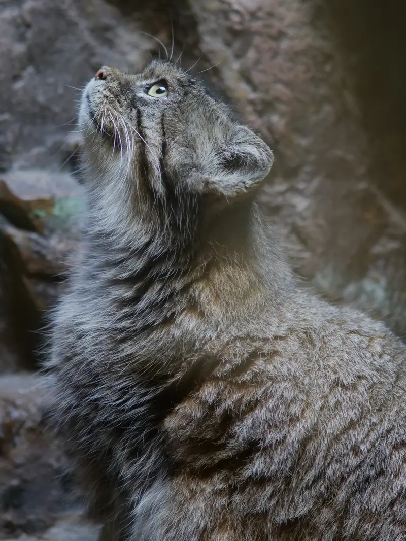 恩賜上野動物園のプリームラの写真