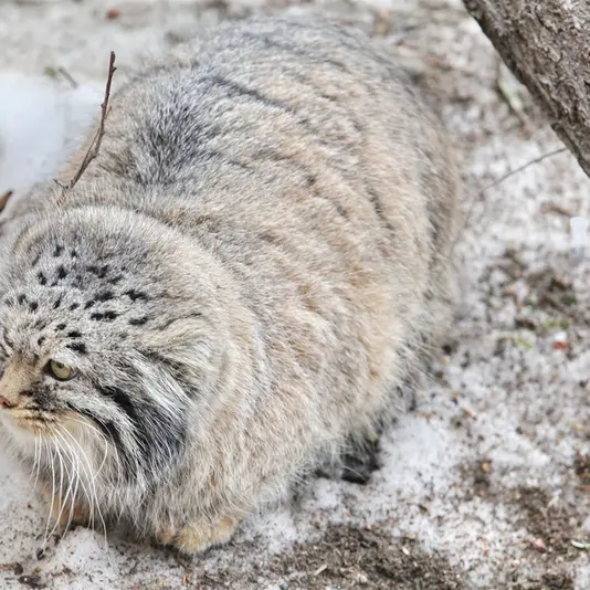 カラコル動物園のクニャージュナ・カラコリスカヤの写真