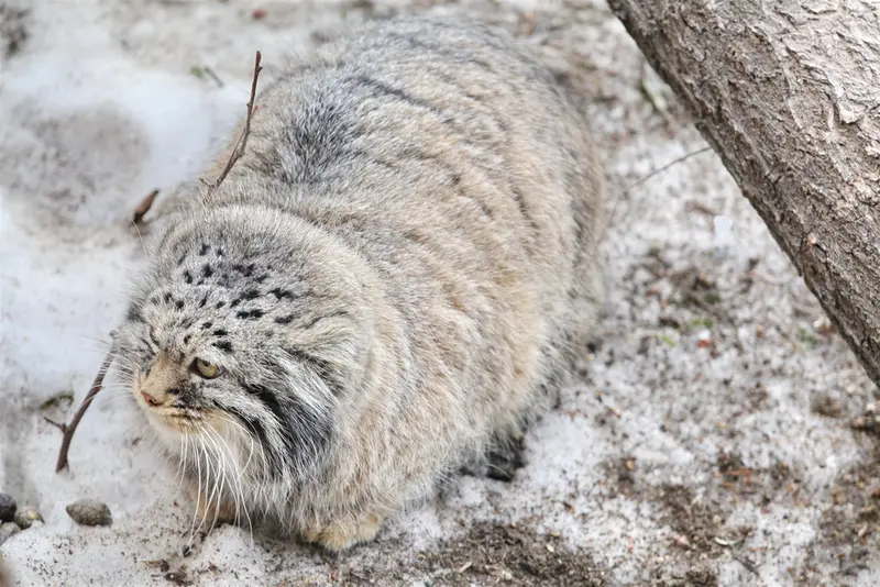 カラコル動物園のクニャージュナ・カラコリスカヤの写真