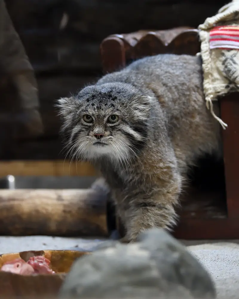 恩賜上野動物園のクリョンの写真