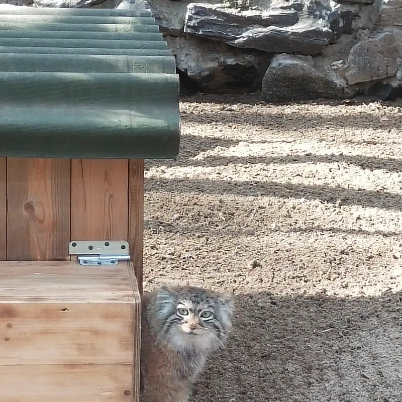 ノヴォシビルスク動物園のアーニャの写真