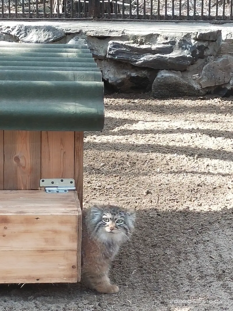 ノヴォシビルスク動物園のアーニャの写真