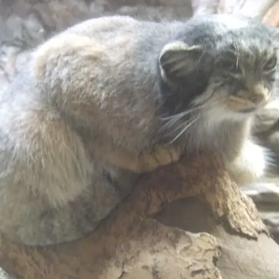 恩賜上野動物園のララーの写真