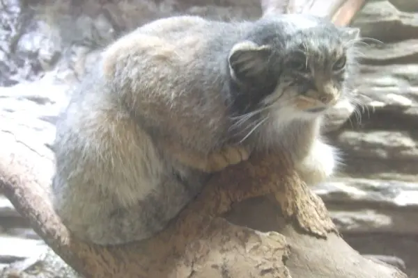 恩賜上野動物園のララーの写真