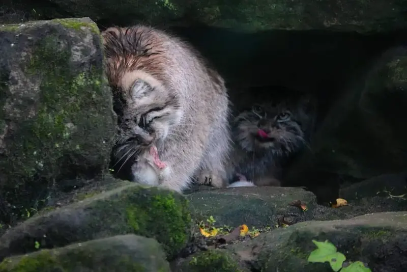 ロッテルダム動物園のコタとポエスの写真