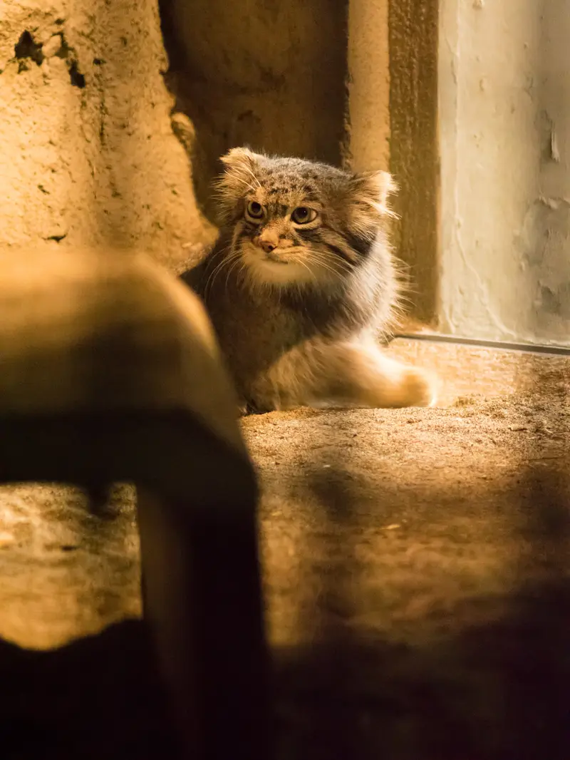 野毛山動物園のフィーガの写真