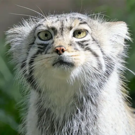 タリン動物園のアイオロスの写真