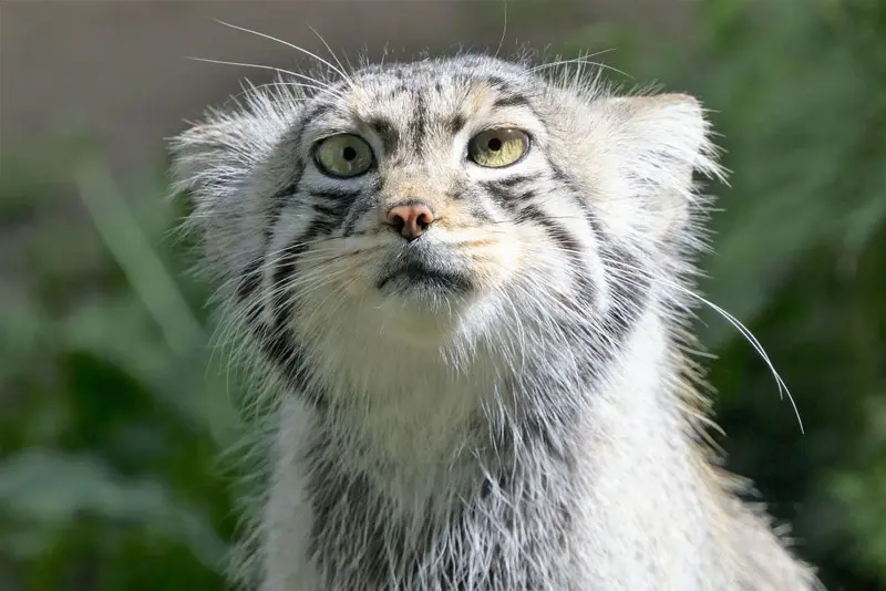 タリン動物園のアイオロスの写真