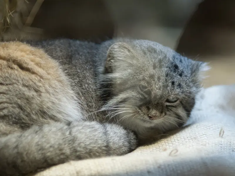 恩賜上野動物園のクリョンの写真