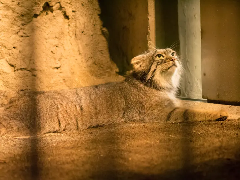 野毛山動物園のフィーガの写真