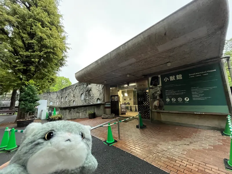 マヌルネコの写真