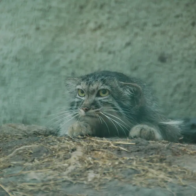 ブダペスト動物園＆植物園のルーシーの写真