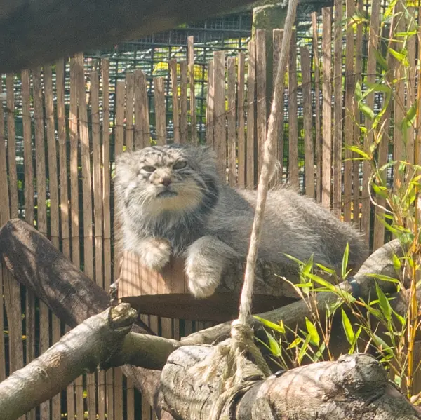 エディンバラ動物園のアキコの写真