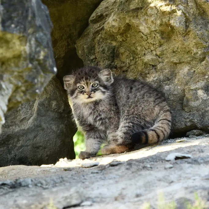 ポート・リムプネ・ワイルド・アニマル・パークのナムーの子猫 b. 2026 Ⅱの写真