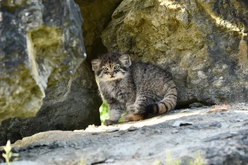 ポート・リムプネ・ワイルド・アニマル・パークのナムーの子猫 b. 2026 Ⅱの写真