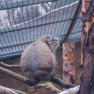 エディンバラ動物園のアキコの写真