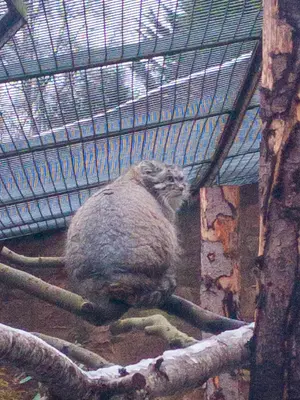 エディンバラ動物園のアキコの写真