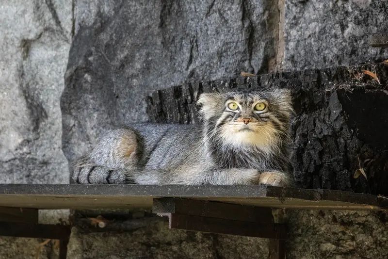 モスクワ動物園のティモフェイの写真