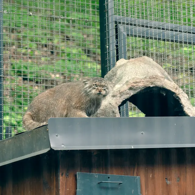 リトアニア動物園のメリッサの写真