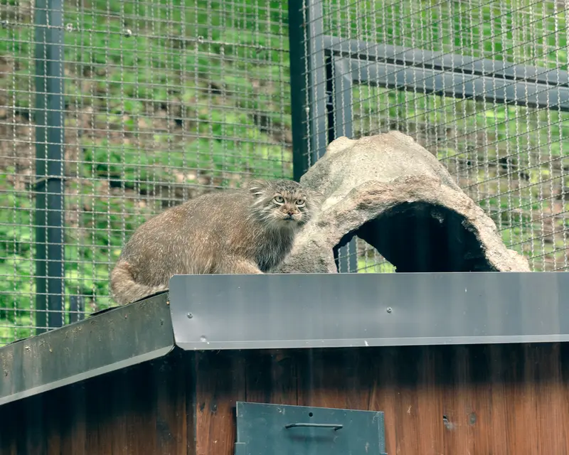 リトアニア動物園のメリッサの写真