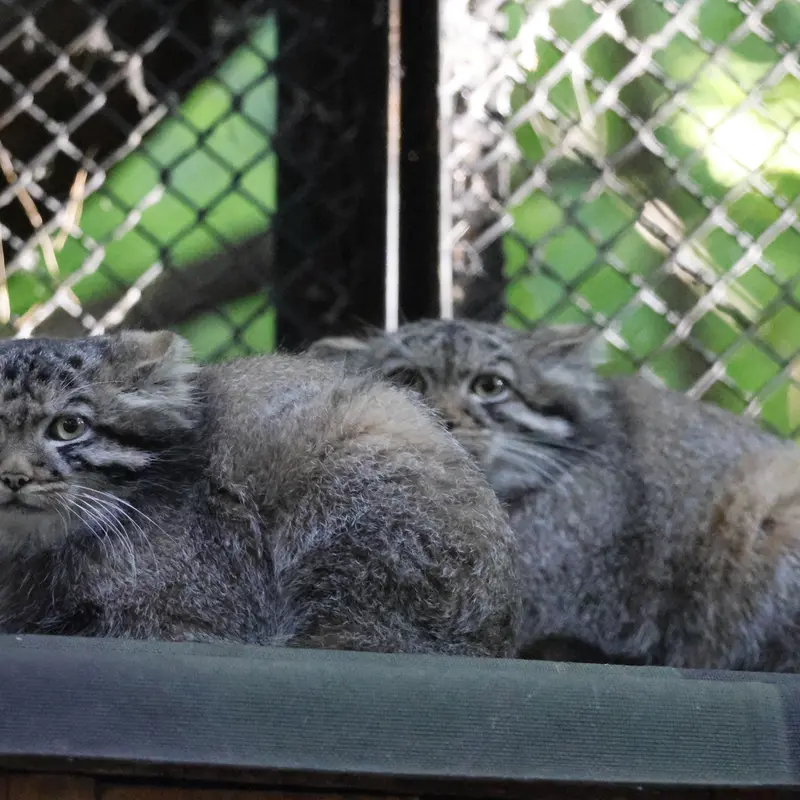 マヌルネコの写真