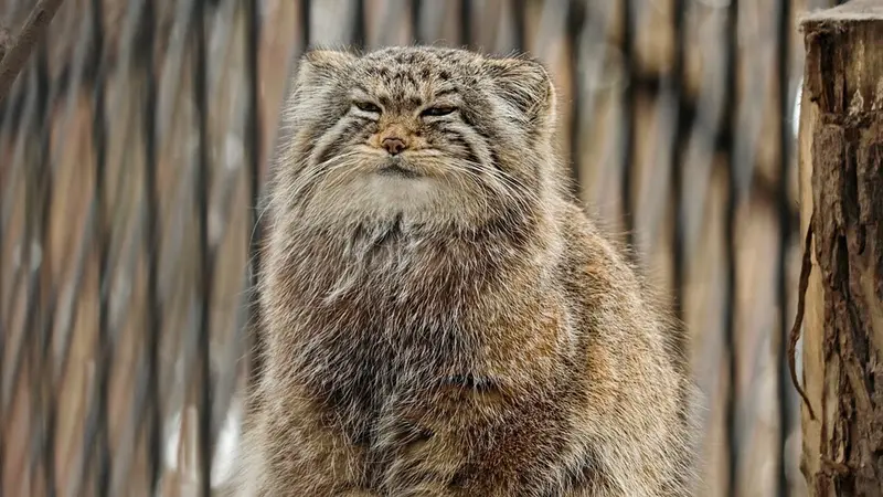 Novosibirsk Zooのイヴの動画