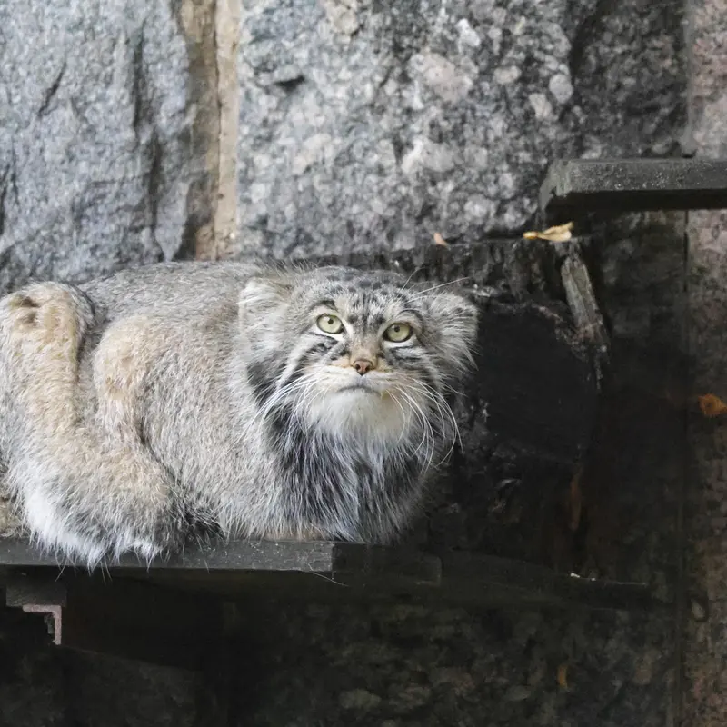 モスクワ動物園のティモフェイの写真