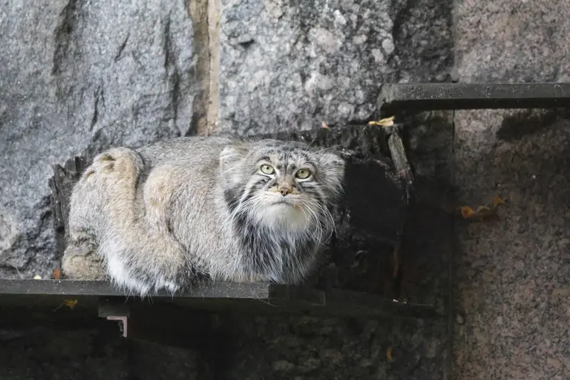 モスクワ動物園のティモフェイの写真