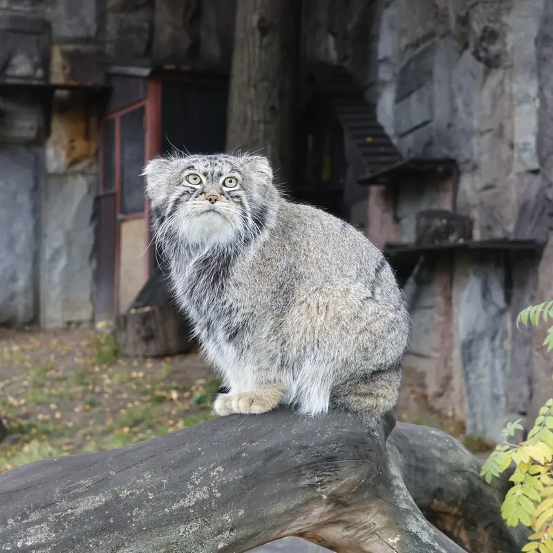 モスクワ動物園のティモフェイの写真