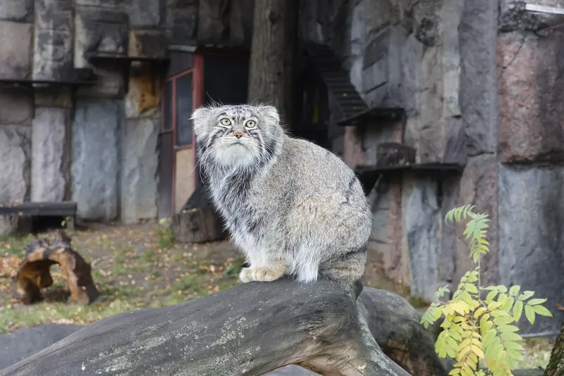 モスクワ動物園のティモフェイの写真