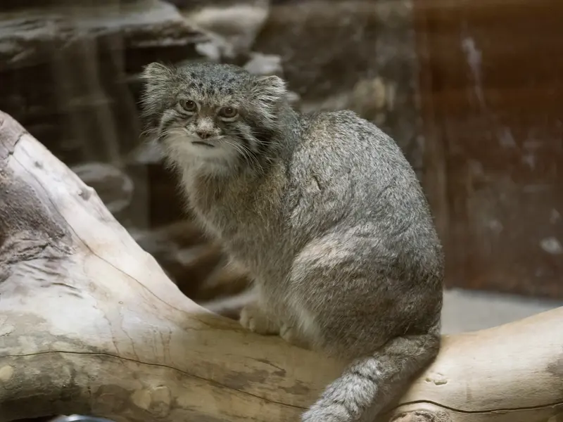 恩賜上野動物園のクリョンの写真