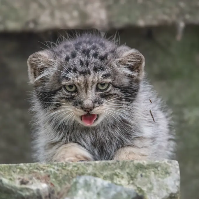 ブルノ動物園のマヌルネコの写真