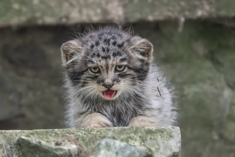 ブルノ動物園のマヌルネコの写真