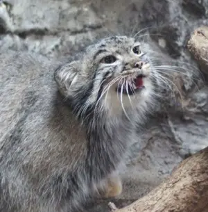 マヌルネコの写真