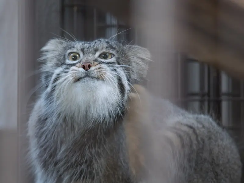 野毛山動物園のフィーガの写真