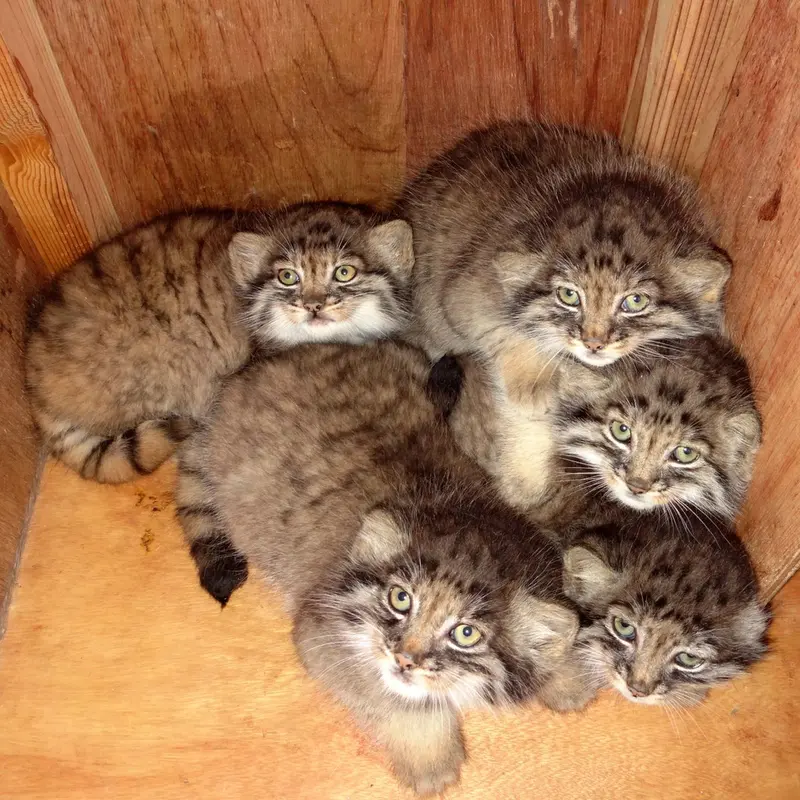 埼玉県こども動物自然公園のグルーシャ、イーリス、ロータス、オリーヴァとプリームラの写真
